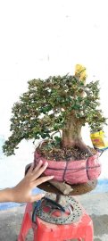 Cây quýt rừng mới về