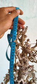 Cây sơn trắng mới về