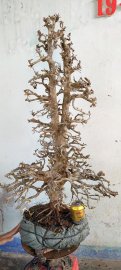 Cây sơn trắng mới về