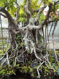 Si cổ thụ