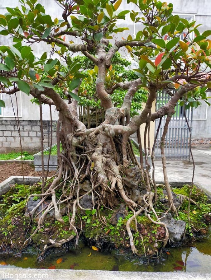 Si cổ thụ