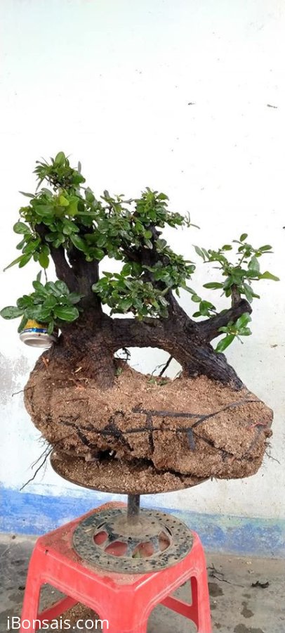 Cây cẩm thị sống khỏe