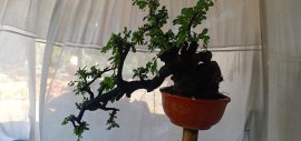 Cẩm thị đã sống rất khoẻ