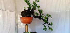 Cẩm thị đã sống rất khoẻ