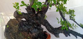 Cẩm thị đã sống rất khoẻ