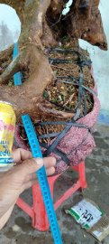 Cây quýt rừng mới về