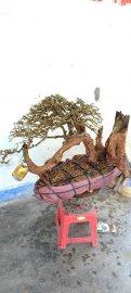 Cây quýt rừng mới về