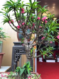 Đào thất thốn