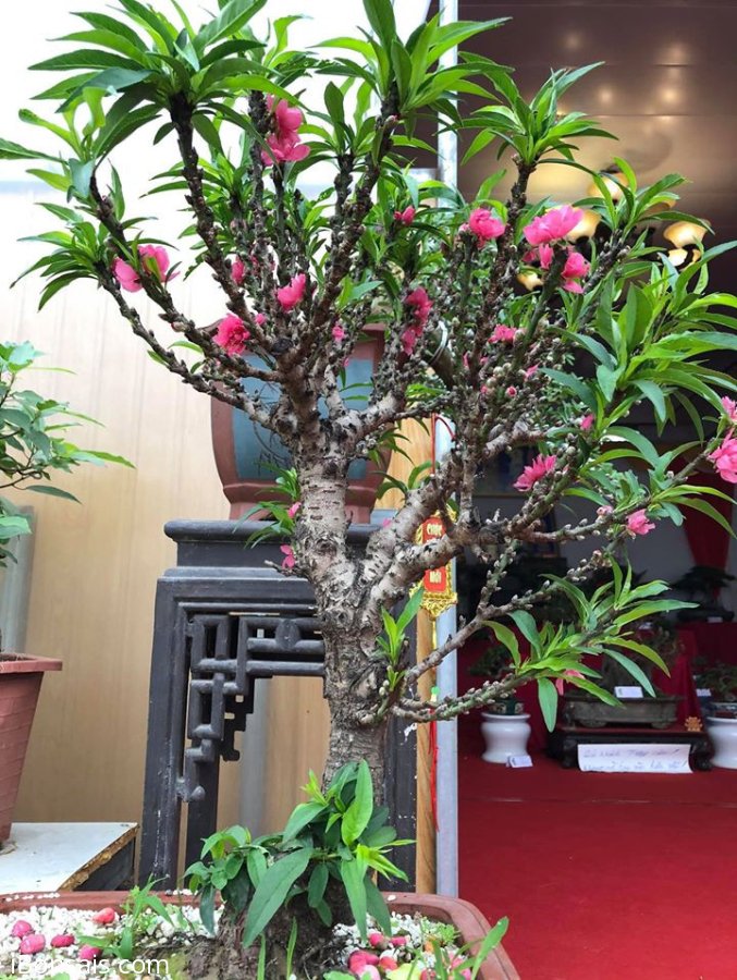 Đào thất thốn