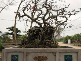 Tác phẩm sanh cổ 70 năm