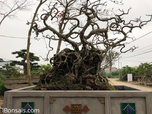 Tác phẩm sanh cổ 70 năm