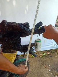 Giao lưu cốt cẩm thị nghệ thuật