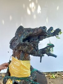 Giao lưu cốt cẩm thị nghệ thuật