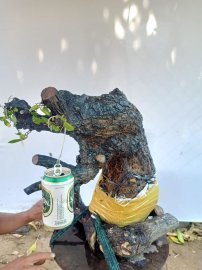 Giao lưu cốt cẩm thị nghệ thuật