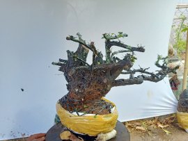 Giao lưu cây cẩm thị thiên nhiên