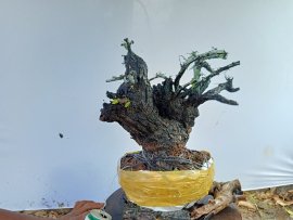 Giao lưu cây cẩm thị thiên nhiên
