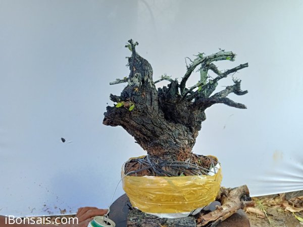Giao lưu cây cẩm thị thiên nhiên