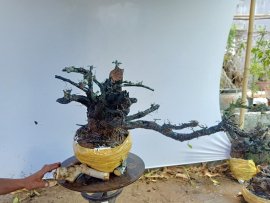 Giao lưu cây cẩm thị thiên nhiên