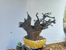 Giao lưu cây cẩm thị thiên nhiên