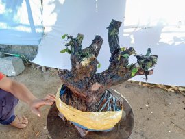 Giao lưu cây cẩm thị cốt đẹp