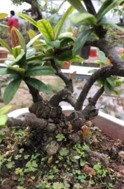 Đơn đỏ trồng chậu từ nhỏ 10 năm 