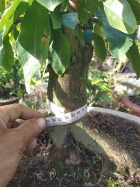 Mai giảo thủ đức dáng trực