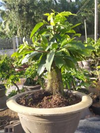 Mai giảo thủ đức dáng trực