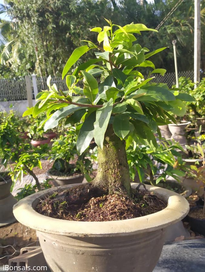 Mai giảo thủ đức dáng trực