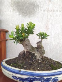 Trang đỏ lá nhỏ