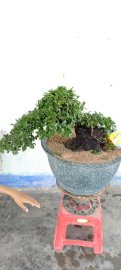 Cây cẩm thị sống khỏe