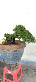 Cây cẩm thị sống khỏe