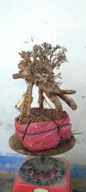 Cây san sản mới về