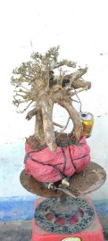 Cây san sản mới về