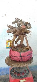 Cây san sản mới về