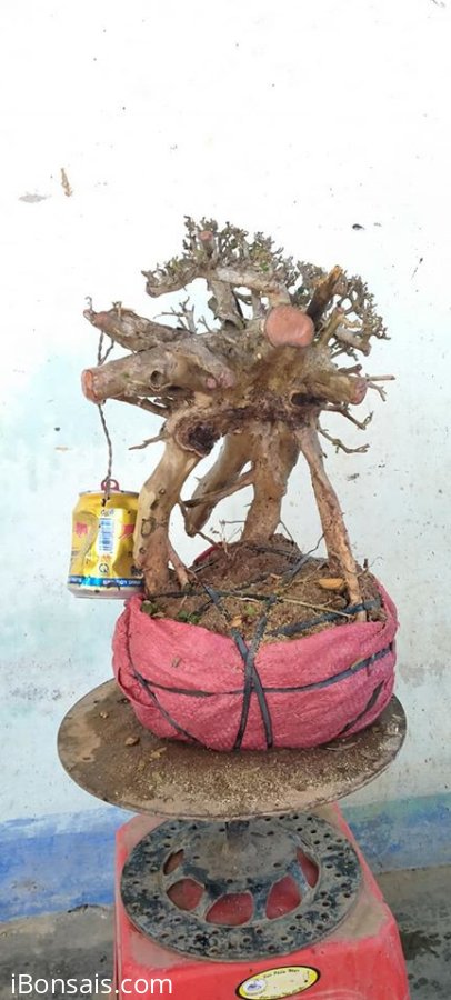 Cây san sản mới về