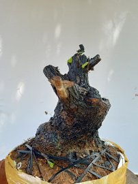 Giao lưu cốt cẩm thị lùn lực