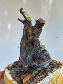 Giao lưu cốt cẩm thị lùn lực