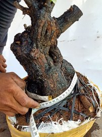 Giao lưu cốt cẩm thị lùn lực