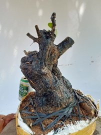Giao lưu cốt cẩm thị lùn lực
