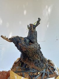 Giao lưu cốt cẩm thị lùn lực