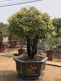 Khóm đơn vàng rất đẹp