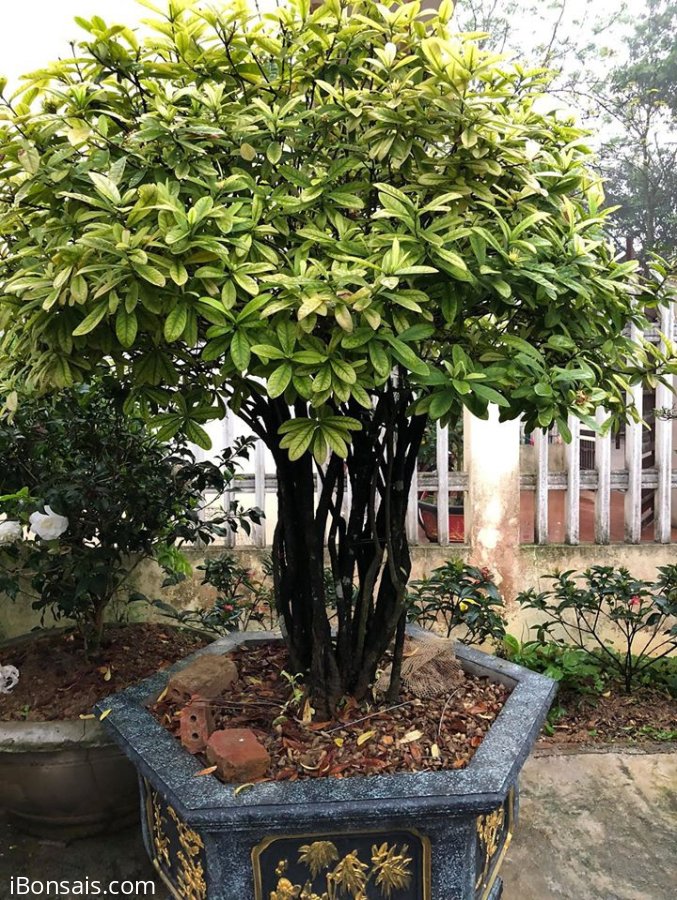 Khóm đơn vàng rất đẹp
