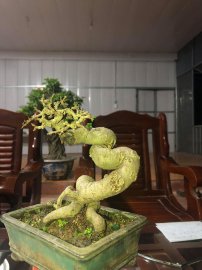 Tác phẩm duối siêu mini