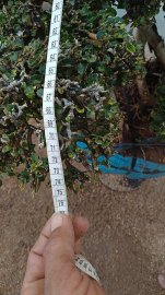 Cây quýt rừng mới về