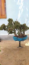 Cây quýt rừng mới về