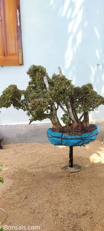 Cây quýt rừng mới về