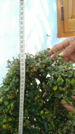 Cây quýt rừng mới về