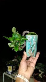 Mẫu đơn đỏ nhung lá trung