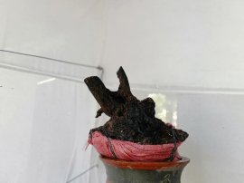 Cẩm thị già chát đế mỏng lực cây