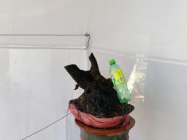 Cẩm thị già chát đế mỏng lực cây